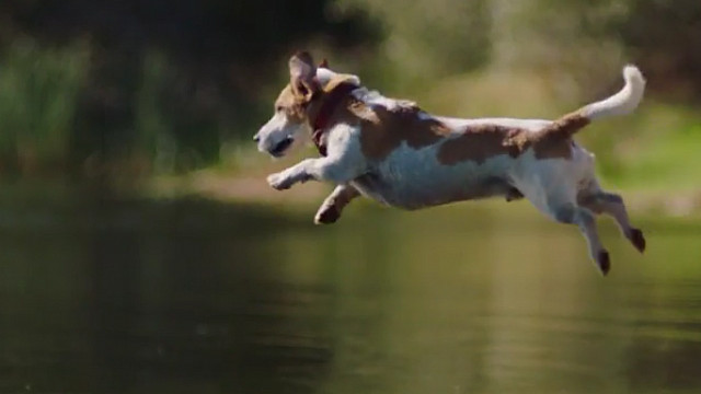 Watch Dog Sings Gary Barlow In New Driven Campaign For Go Outdoors Prolific North