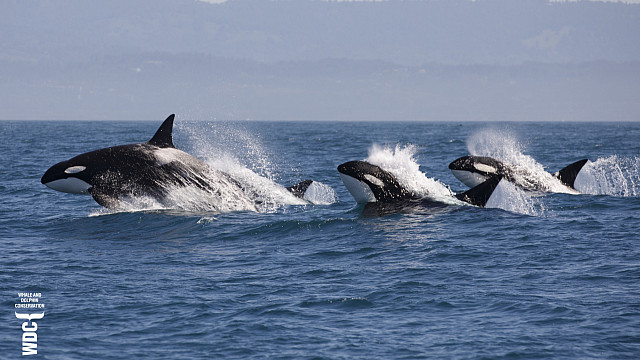 Whale and Dolphin Conservation Whale and Dolphin Conservation