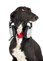 Greyhound-wearing-headphones_0