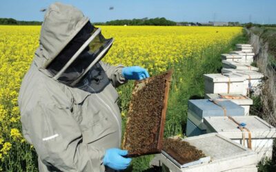 beesbeekeeperbeehivehoneybeebeekeepingOSRcrop7_Main_0