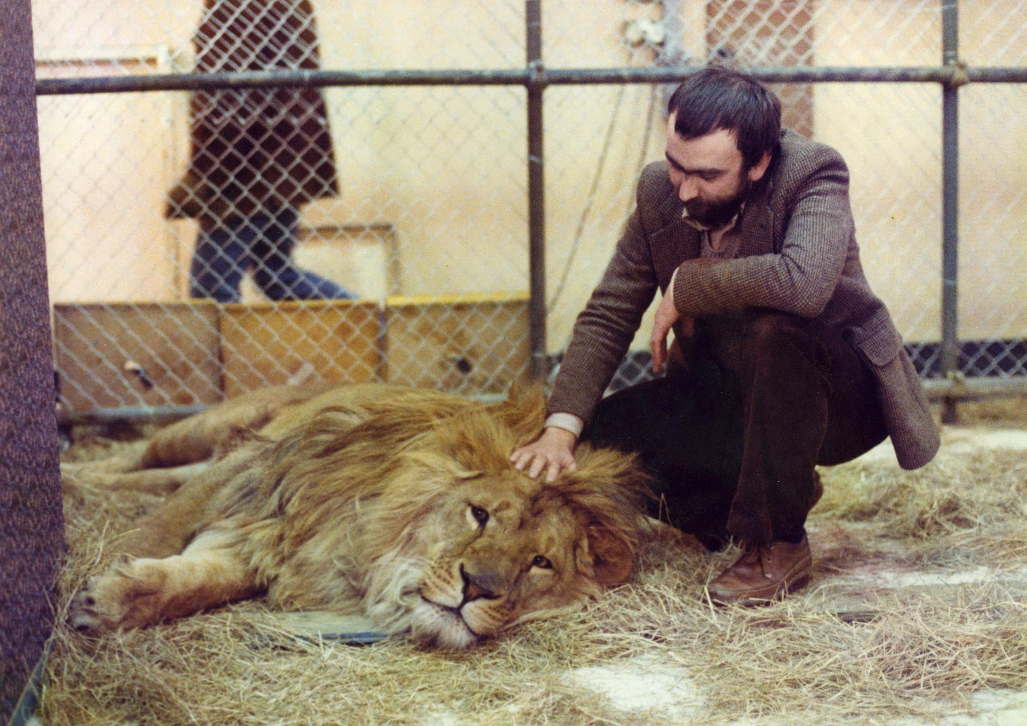 peter_stroking_a_lion_on_the_set_of_a_gyrobank_tv_commercial_in_the_1970s