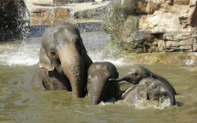 Chester Zoo