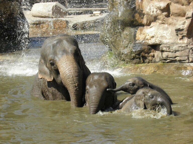 Chester Zoo