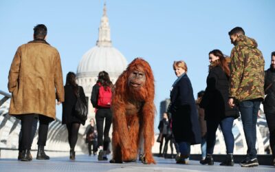 Iceland orangutan