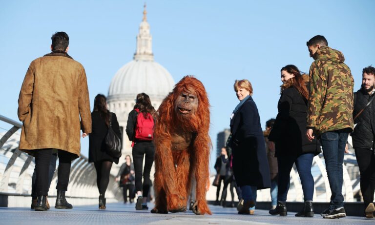 Iceland orangutan