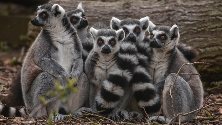 chesterzoo