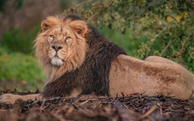 chesterlion