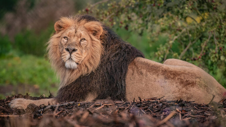 chesterlion