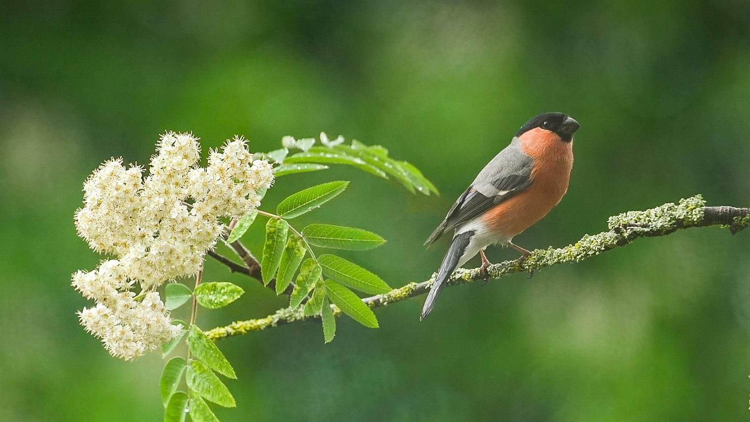 simon_owen_-_bullfinch