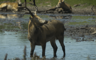 Knowsley Safari Park TVC