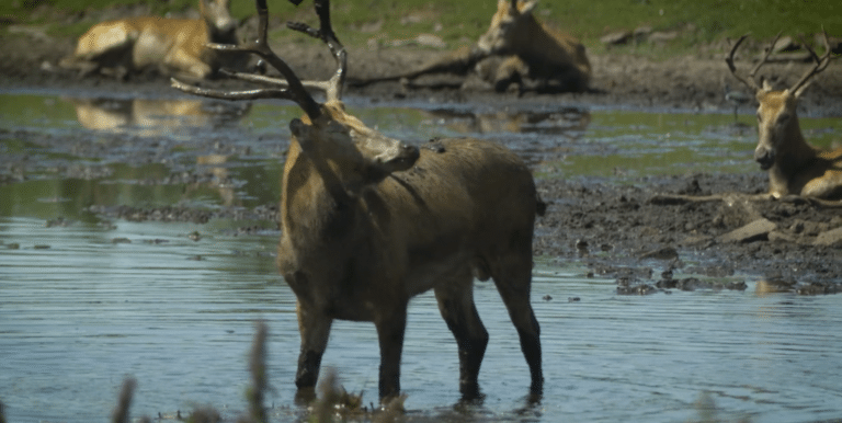 Knowsley Safari Park TVC