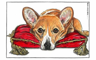 Graeme Bandeira's well-received corgi image