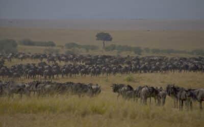 wildebeests-75507371920