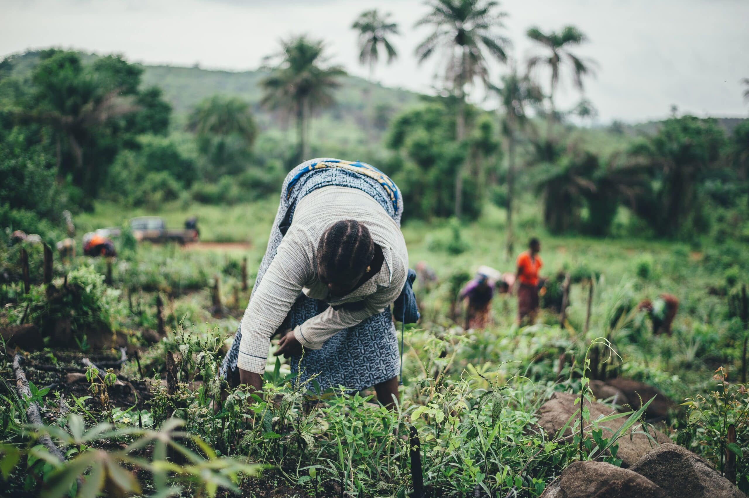 Annie Spratt via Unsplash