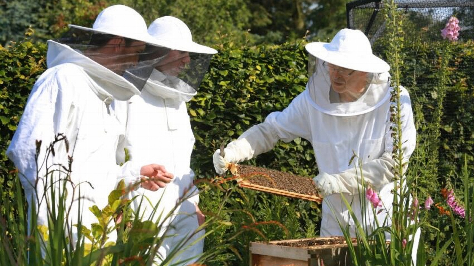 Dragons' Den honey maker announces £41k Made Smarter-backed automation plan - Vimarsana News