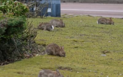 Aberdeen’s rabbit roundabout residents steal the show on BBC Scotland