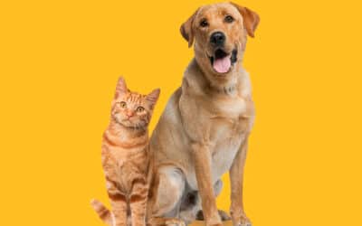 Citypress wins brief for pet nutrition specialist