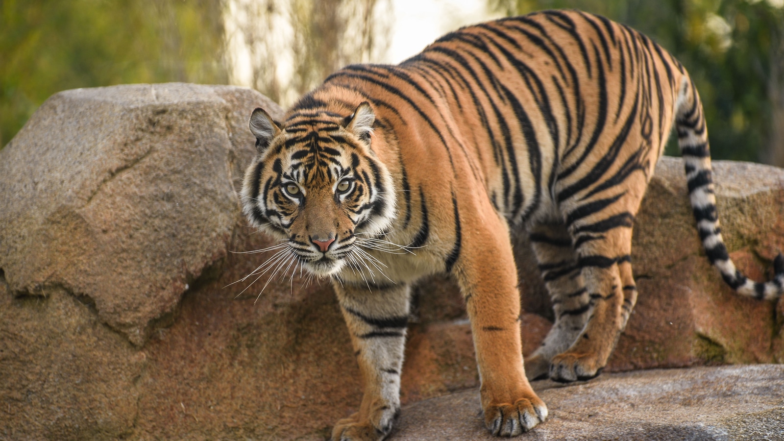 Easy Tiger Chester Zoo Marks International Tiger Day With 10k 