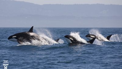 Whale and Dolphin Conservation